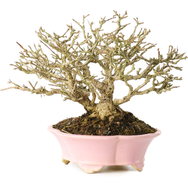 Premna japonica, 16 cm, ± 25 ans, dans un pot japonais fait main par Shibakatsu, avec un nebari de 9 cm