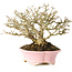 Premna japonica, 16 cm, ± 25 jaar oud, in een handgemaakte Japanse pot van Shibakatsu, met een nebari van 9 cm