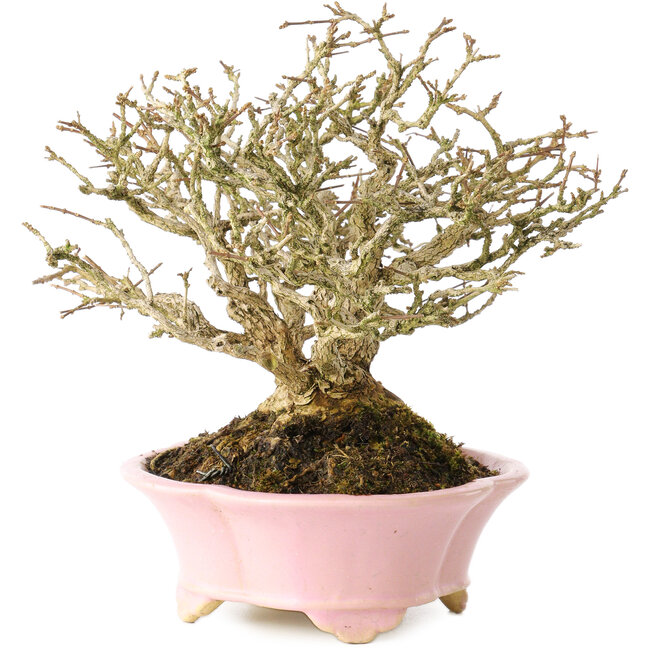 Premna japonica, 16 cm, ± 25 anni, in un vaso giapponese fatto a mano da Shibakatsu, con un nebari di 9 cm