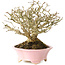 Premna japonica, 16 cm, ± 25 jaar oud, in een handgemaakte Japanse pot van Shibakatsu, met een nebari van 9 cm