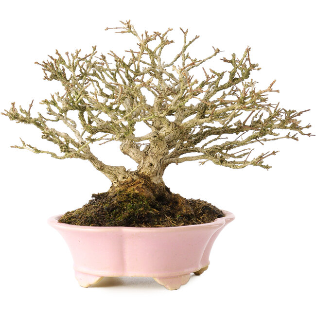 Premna japonica, 16 cm, ± 25 años, en una maceta japonesa hecha a mano por Shibakatsu, con un nebari de 9 cm