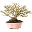 Premna japonica, 16 cm, ± 25 jaar oud, in een handgemaakte Japanse pot van Shibakatsu, met een nebari van 9 cm