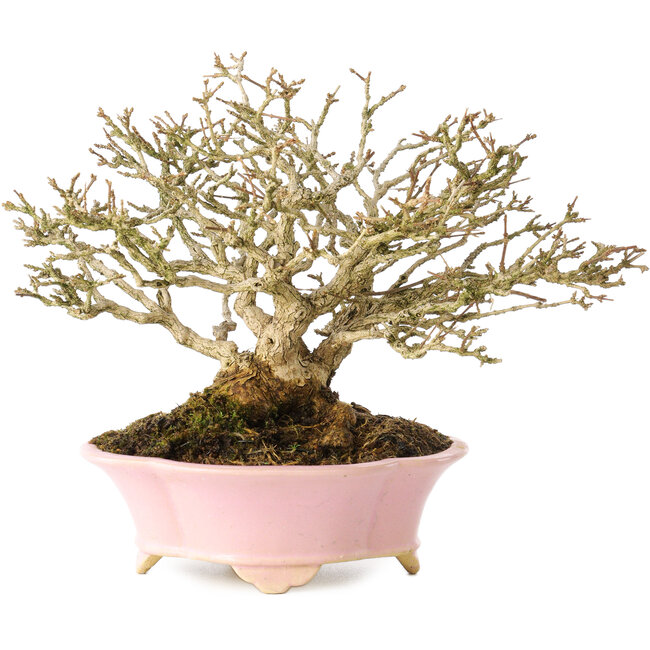 Premna japonica, 16 cm, ± 25 años, en una maceta japonesa hecha a mano por Shibakatsu, con un nebari de 9 cm