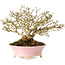 Premna japonica, 16 cm, ± 25 jaar oud, in een handgemaakte Japanse pot van Shibakatsu, met een nebari van 9 cm