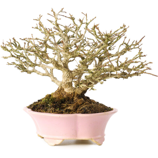 Premna japonica, 16 cm, ± 25 ans, dans un pot japonais fait main par Shibakatsu, avec un nebari de 9 cm