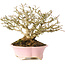 Premna japonica, 16 cm, ± 25 jaar oud, in een handgemaakte Japanse pot van Shibakatsu, met een nebari van 9 cm