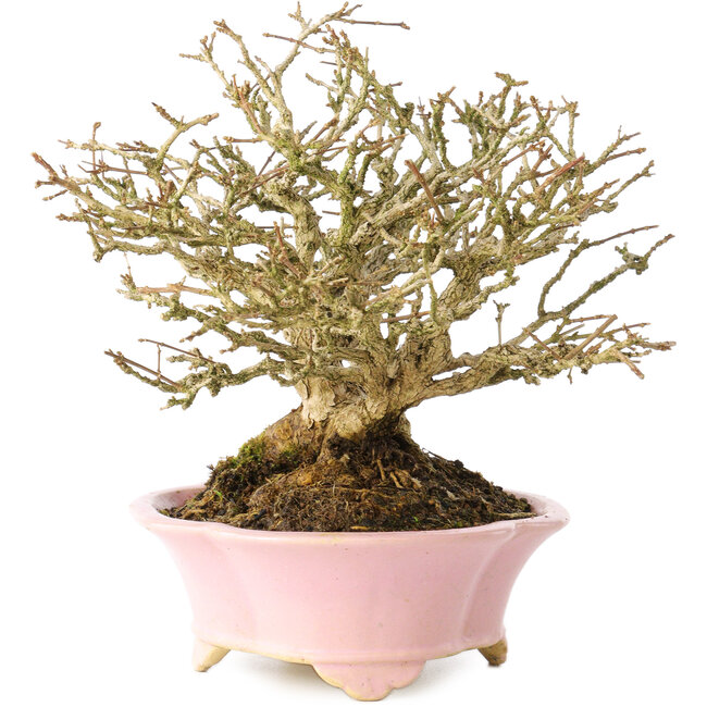 Premna japonica, 16 cm, ± 25 años, en una maceta japonesa hecha a mano por Shibakatsu, con un nebari de 9 cm