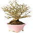 Premna japonica, 16 cm, ± 25 jaar oud, in een handgemaakte Japanse pot van Shibakatsu, met een nebari van 9 cm