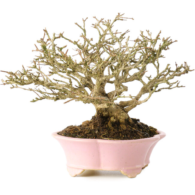 Premna japonica, 16 cm, ± 25 años, en una maceta japonesa hecha a mano por Shibakatsu, con un nebari de 9 cm