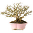 Premna japonica, 16 cm, ± 25 jaar oud, in een handgemaakte Japanse pot van Shibakatsu, met een nebari van 9 cm