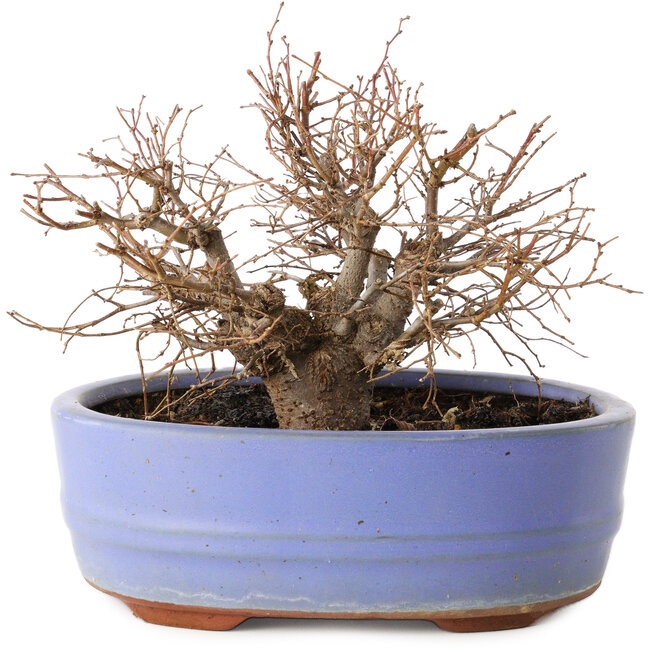 Zelkova serrata, 12 cm, ± 20 jaar oud