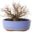 Zelkova serrata, 12 cm, ± 20 jaar oud