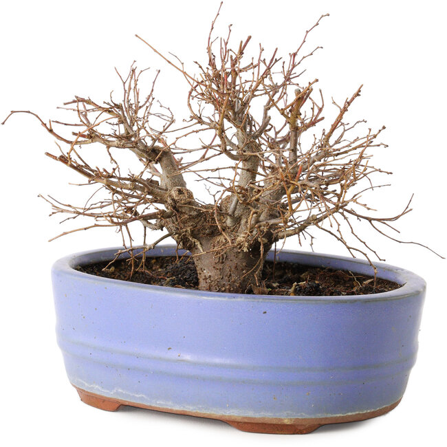 Zelkova serrata, 12 cm, ± 20 ans