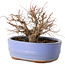 Zelkova serrata, 12 cm, ± 20 jaar oud