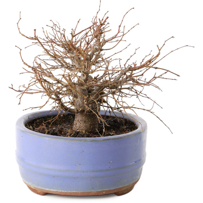 Zelkova serrata, 12 cm, ± 20 años