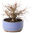 Zelkova serrata, 12 cm, ± 20 jaar oud