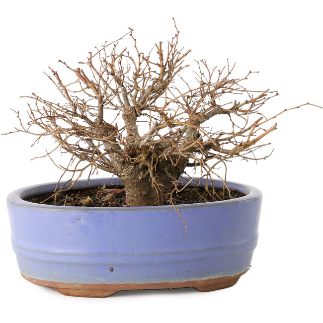 Zelkova serrata, 12 cm, ± 20 years old