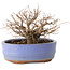 Zelkova serrata, 12 cm, ± 20 jaar oud