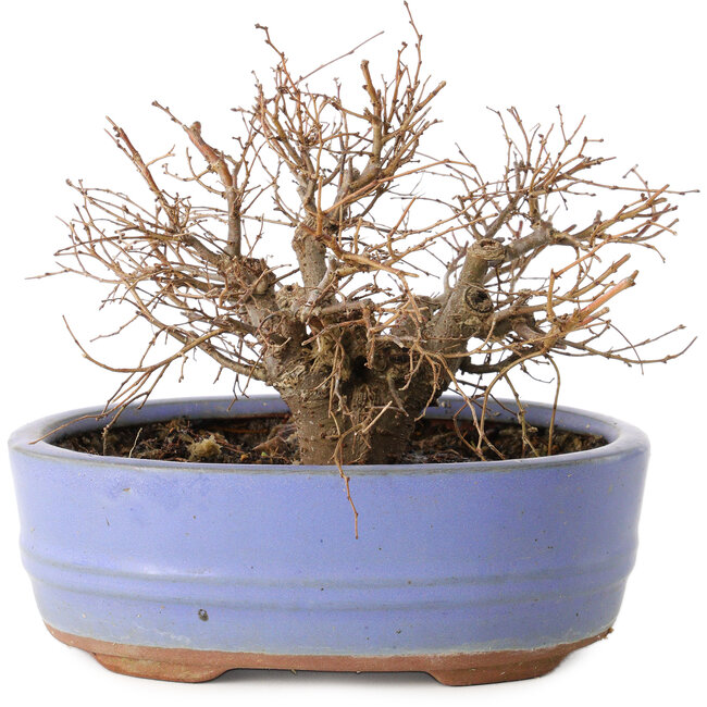 Zelkova serrata, 12 cm, ± 20 años