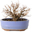 Zelkova serrata, 12 cm, ± 20 jaar oud