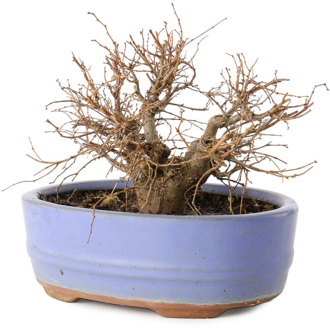 Zelkova serrata, 12 cm, ± 20 ans