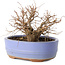 Zelkova serrata, 12 cm, ± 20 jaar oud