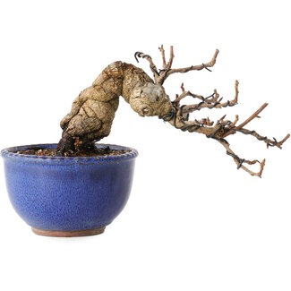 Katsura, 11 cm, ± 15 jaar oud
