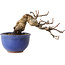 Katsura, 11 cm, ± 15 jaar oud