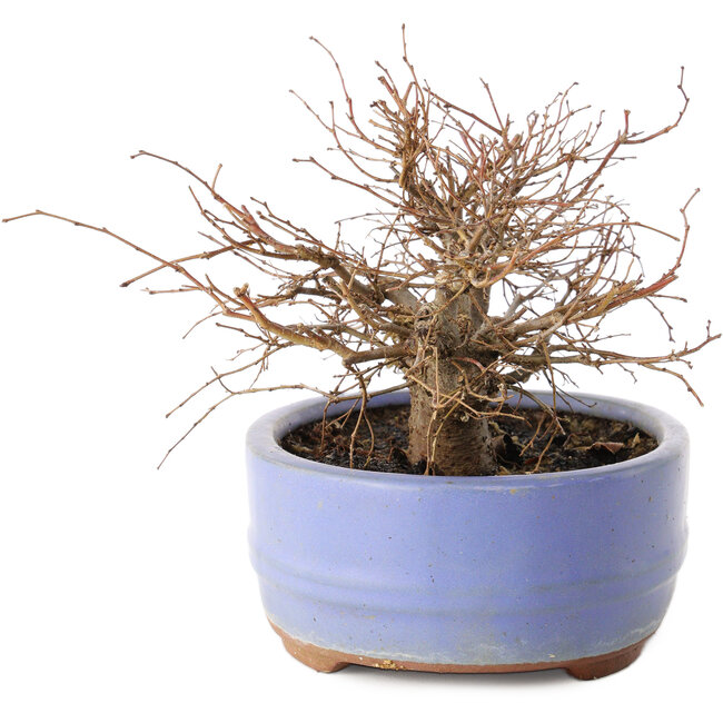 Zelkova serrata, 12 cm, ± 20 años