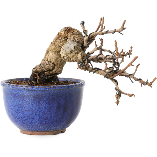 Katsura, 11 cm, ± 15 jaar oud