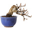 Katsura, 11 cm, ± 15 jaar oud