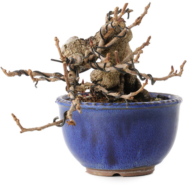 Katsura, 11 cm, ± 15 jaar oud