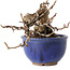 Katsura, 11 cm, ± 15 jaar oud
