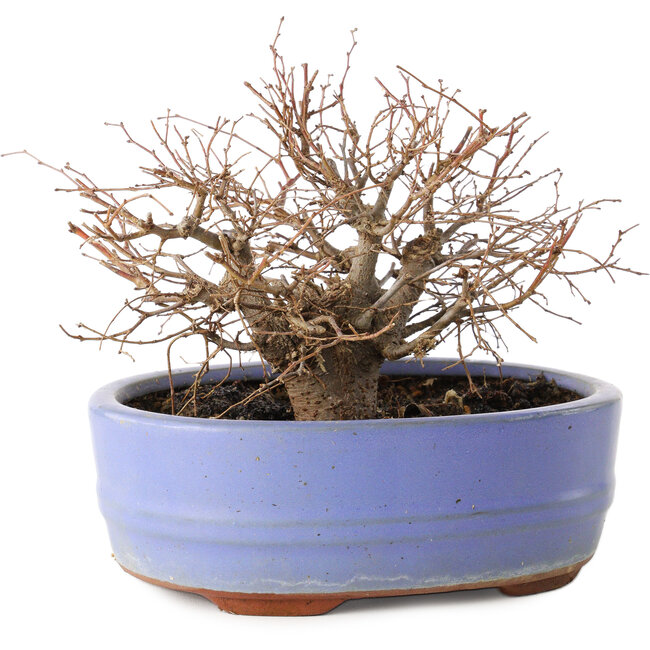 Zelkova serrata, 12 cm, ± 20 Jahre alt