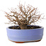 Zelkova serrata, 12 cm, ± 20 jaar oud