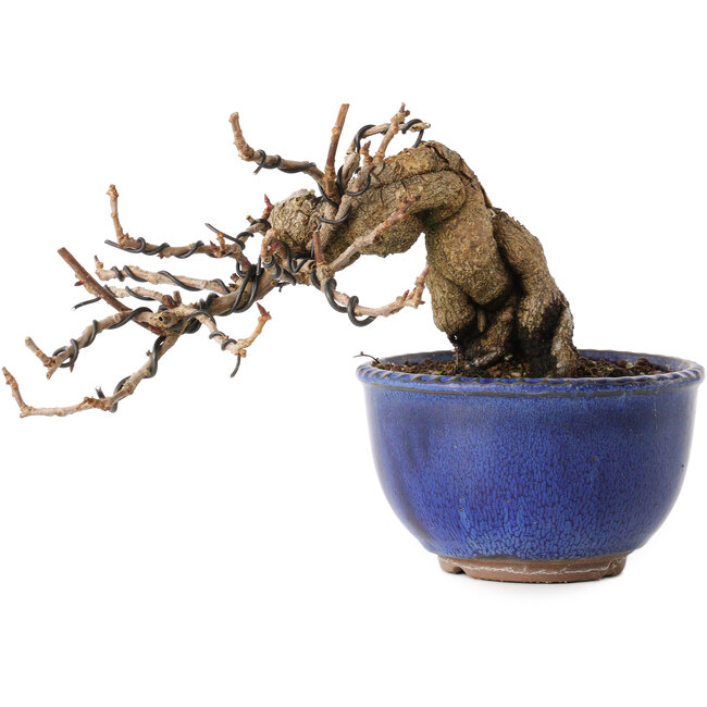 Katsura, 11 cm, ± 15 años