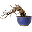 Katsura, 11 cm, ± 15 jaar oud