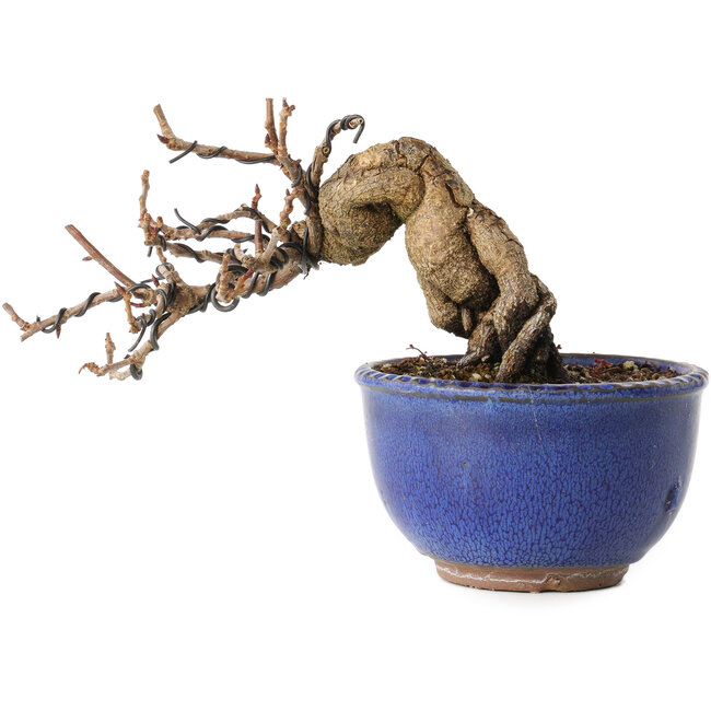 Katsura, 11 cm, ± 15 Jahre alt