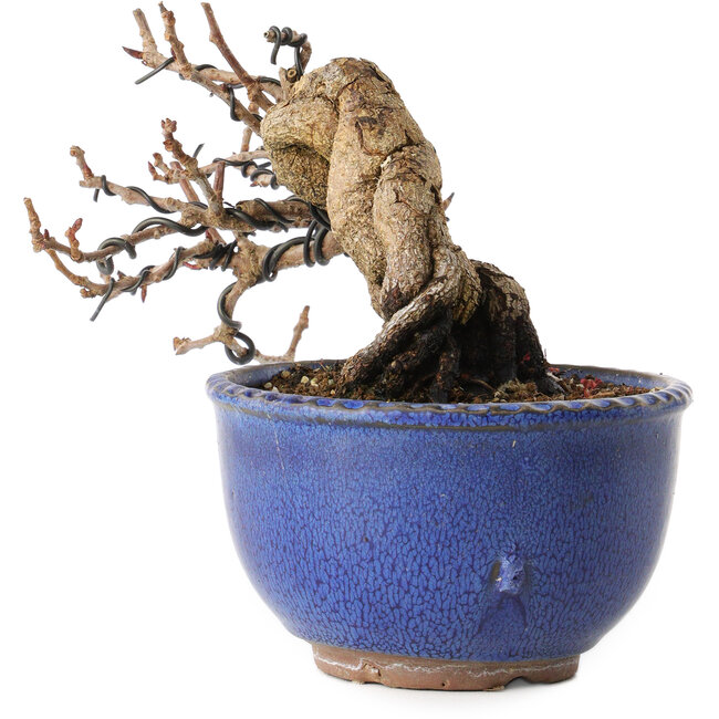 Katsura, 11 cm, ± 15 anni