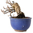 Katsura, 11 cm, ± 15 jaar oud