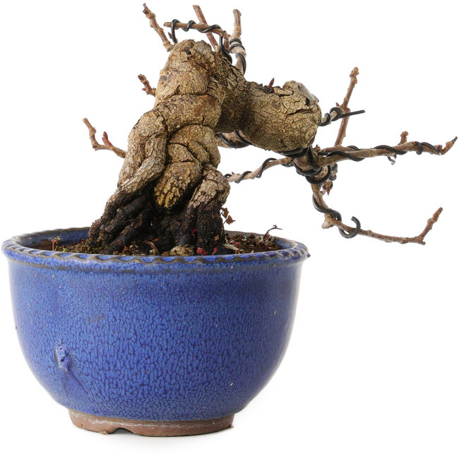 Katsura, 11 cm, ± 15 años