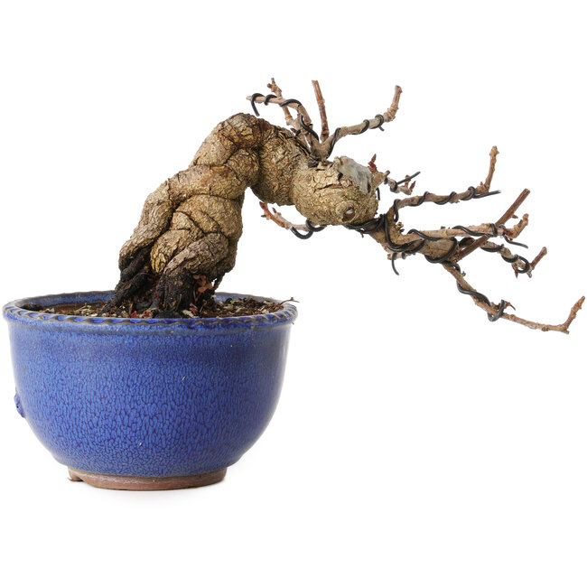 Katsura, 11 cm, ± 15 jaar oud