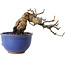 Katsura, 11 cm, ± 15 jaar oud