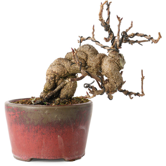 Katsura, 11 cm, ± 15 jaar oud