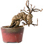 Katsura, 11 cm, ± 15 jaar oud