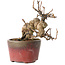 Katsura, 11 cm, ± 15 jaar oud