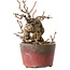 Katsura, 11 cm, ± 15 jaar oud