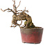 Katsura, 11 cm, ± 15 jaar oud