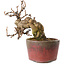 Katsura, 11 cm, ± 15 jaar oud