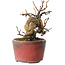 Katsura, 11 cm, ± 15 jaar oud
